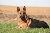 BERGER ALLEMAND 1338